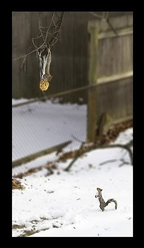http://i677.photobucket.com/albums/vv135/HuginnMuninnandMe/Squirrel1b.jpg