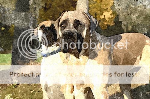 FotoSketcher-dogs5_zpscce34eb9.jpg