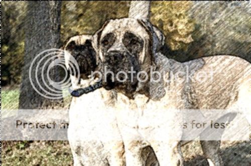 FotoSketcher-dogs_zps28c914de.jpg