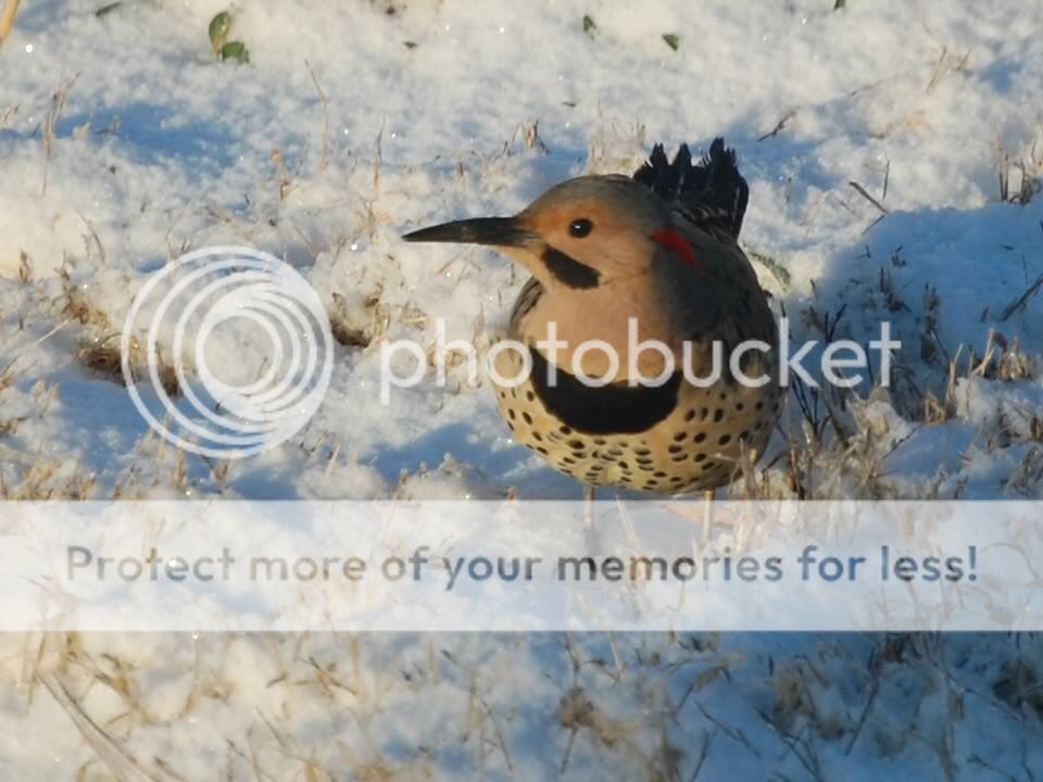 Flicker Woodpecker