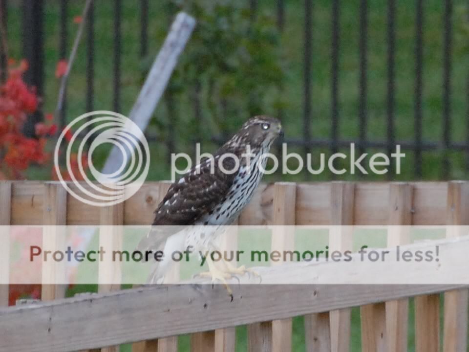 Northern Harrier