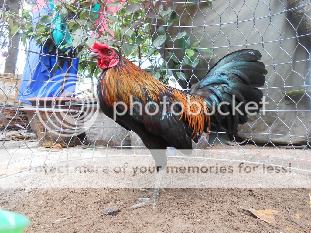 Bán mấy em gà đá!