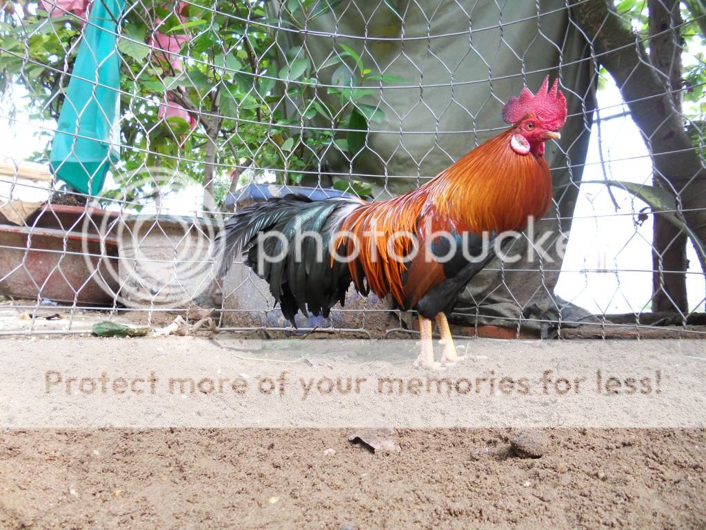 Bán 2 em gà tre đá!