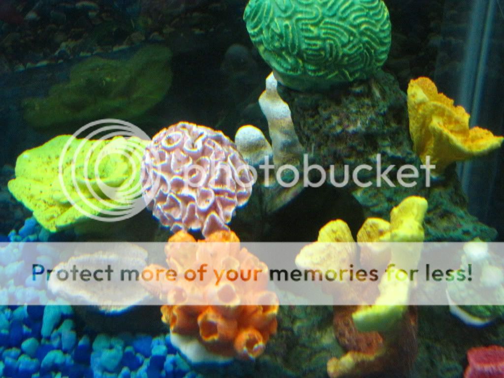 Brown Spots on my Aquarium Decor