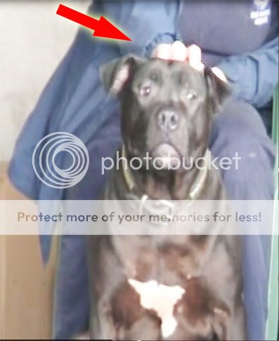 Lennox Clearly Seen To Be Overweight. Note Lennox Sitting With His Back To Dog Warden, Between Her Legs And Being Stroked On The Top Of His Head By Dog Warden